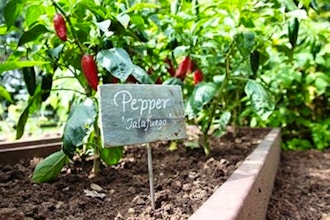 Growing a Productive Edible Garden (Online)